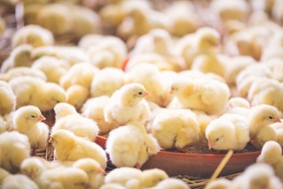 Broiler Chick Orders
